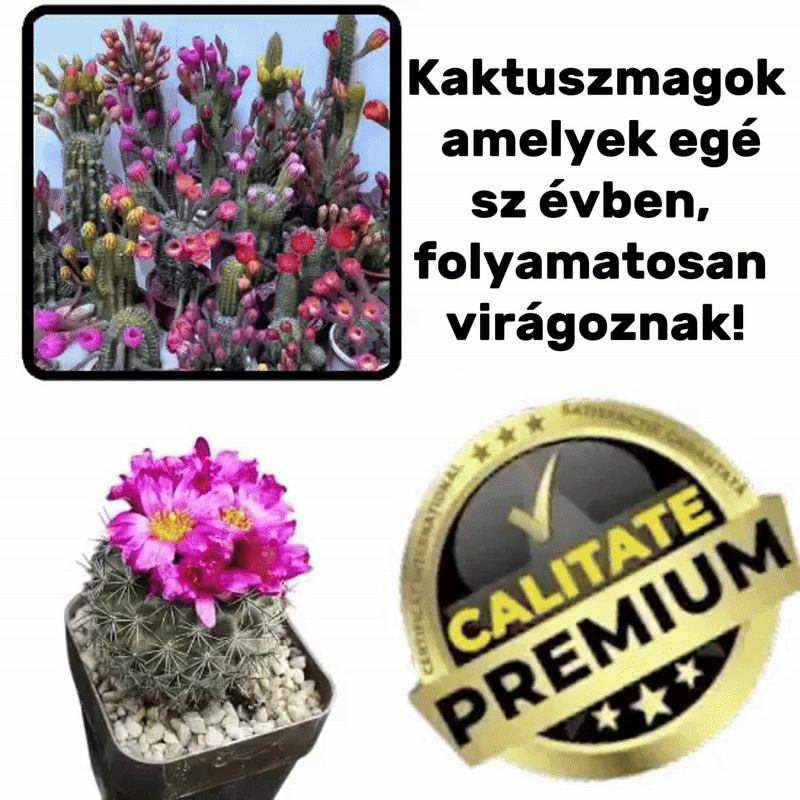 Gymnocalycium kaktusz magok - CactusGym™