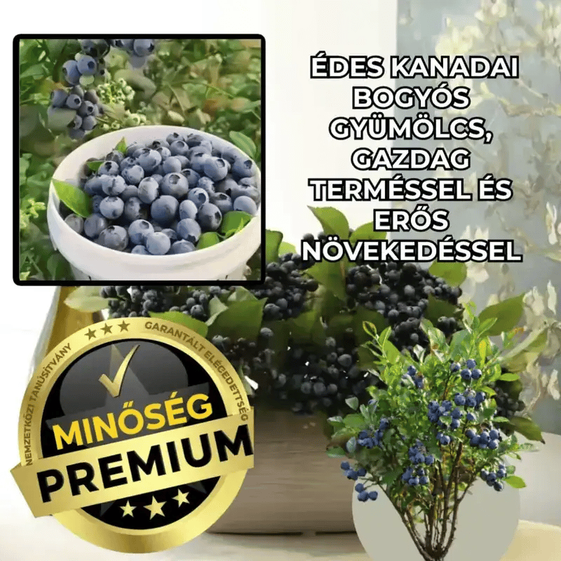 Kanadai Édes Gyümölcsbokor – BerryGold™