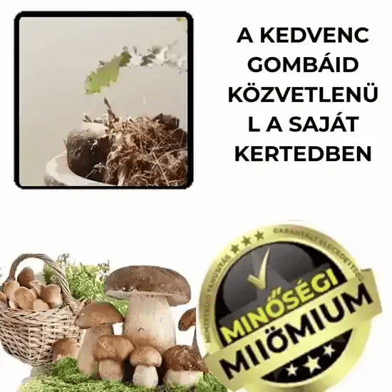 Hrib-gomba micélium kerthez – HribMax™