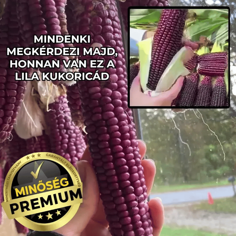 Morado™ – Ritka Lila Kukorica, Ami Mindenkit Lenyűgöz