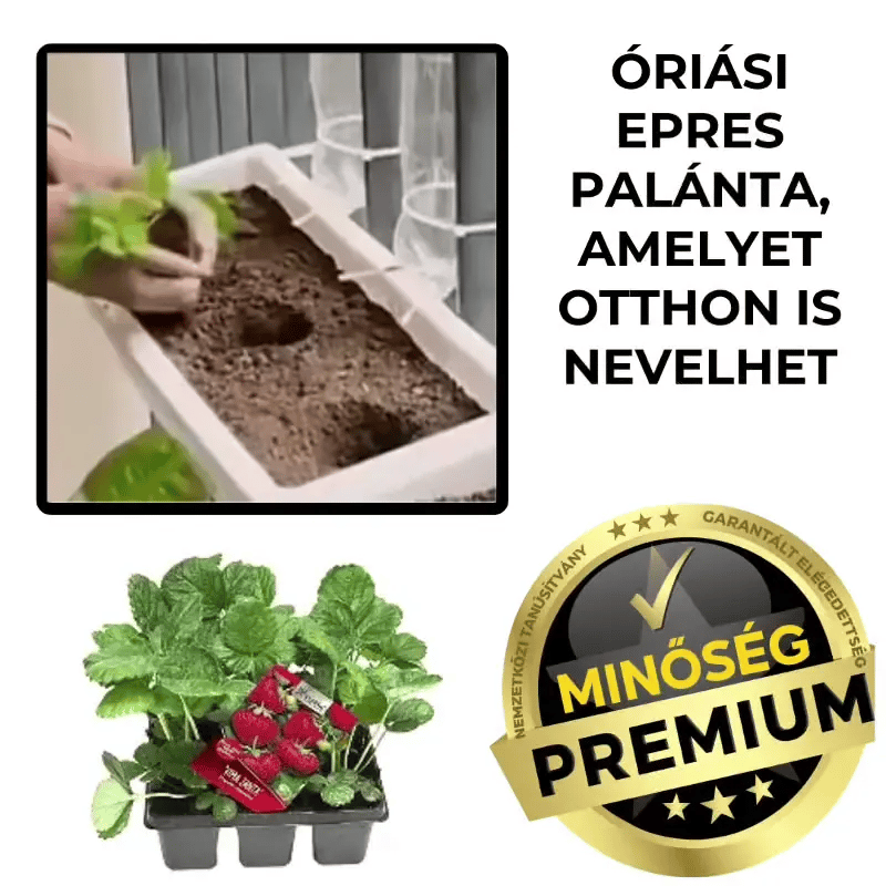 Óriás Eper Palánta – SweetBerry™