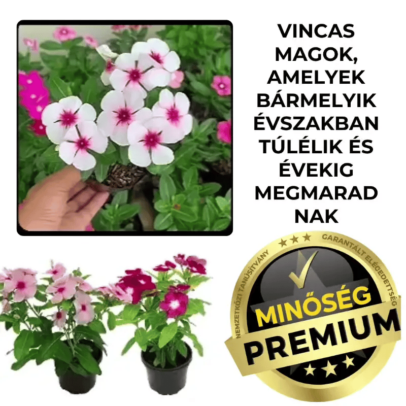 VincaMax™ Ellenálló Vinca Magok