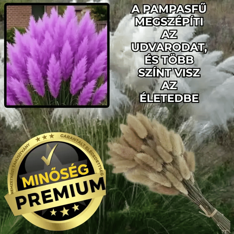 Színes Pampafű Magok – PampLux™