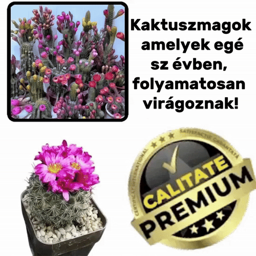 Gymnocalycium kaktusz magok - CactusGym™