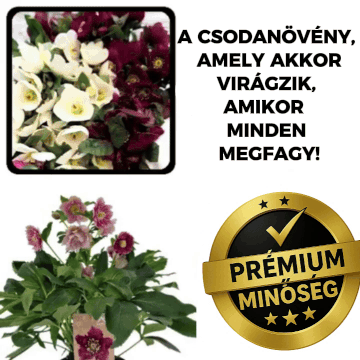 🌸 Téli Rózsa – Hellebloom™