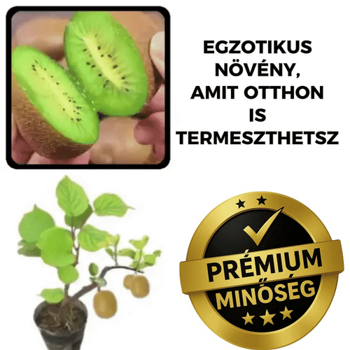 Kerti magyar kivi –  KiwiGrow™