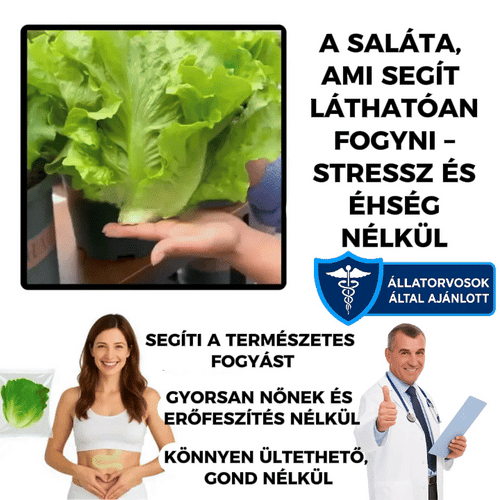 A saláta, ami karcsúsít – VerdeLuxe™ saláta