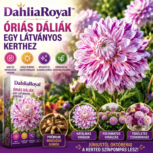 DahliaRoyal™ – Óriás Dáliák A Lenyűgöző Kertért