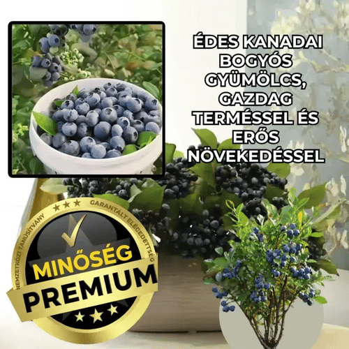 Kanadai Édes Gyümölcsbokor – BerryGold™