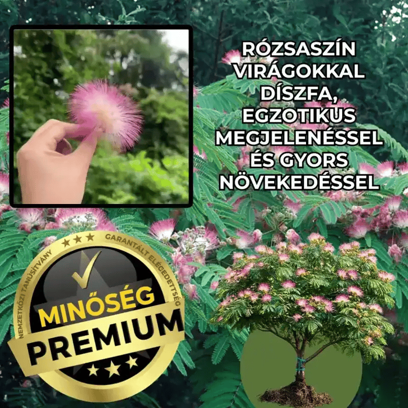 Selyemfa Díszfa – SilkTree™