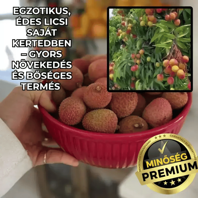 Licsi Fa Palánta LycheeGrow™