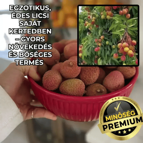 Licsi Fa Palánta LycheeGrow™