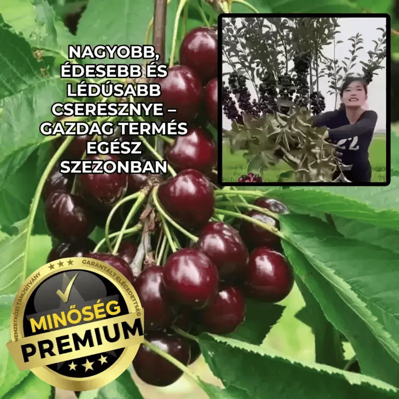 Cseresznye Trágya Nagyobb És Édesebb Terméshez – CherryBoost™