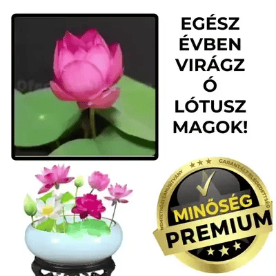 MysticLotus™ lótuszmagok