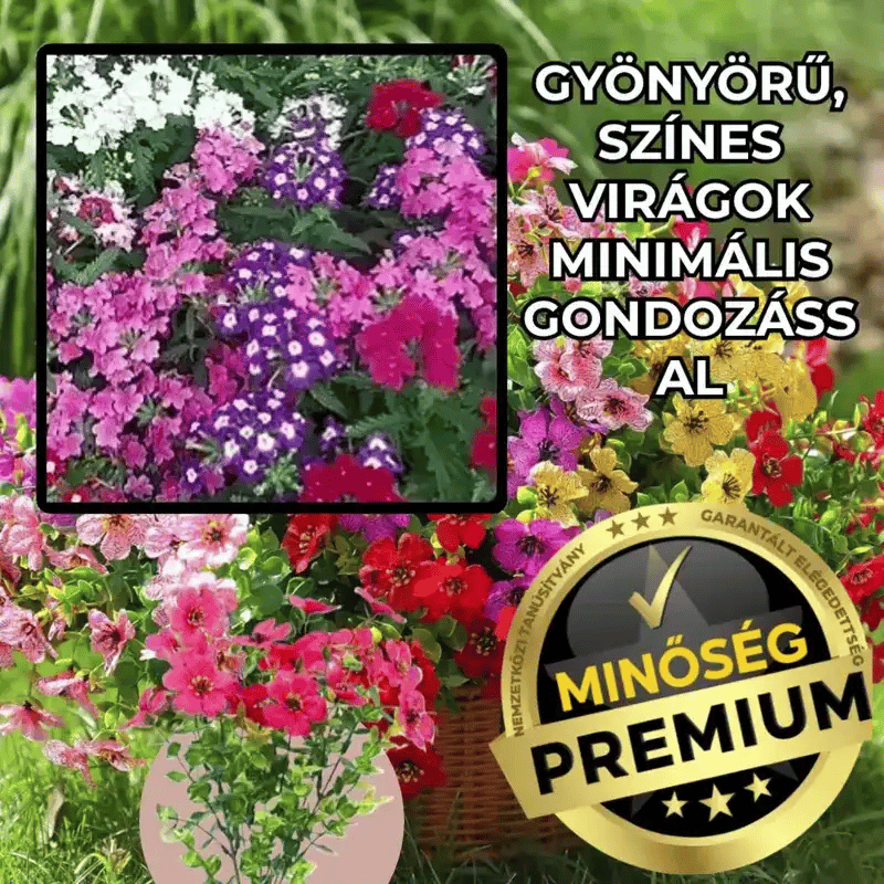 VeooMix™-Színes Verbena Virágmag Mix