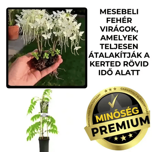 FehérWisteria™ Dísznövény