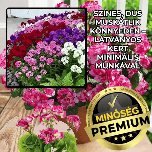 Többszínű Muskátli Magok – BloomMix™