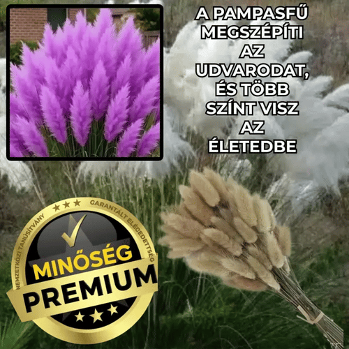 Színes Pampafű Magok – PampLux™