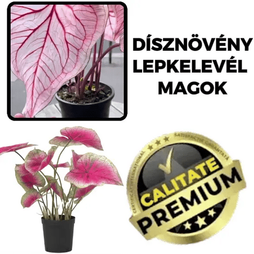 CaladiumPink™ Növény